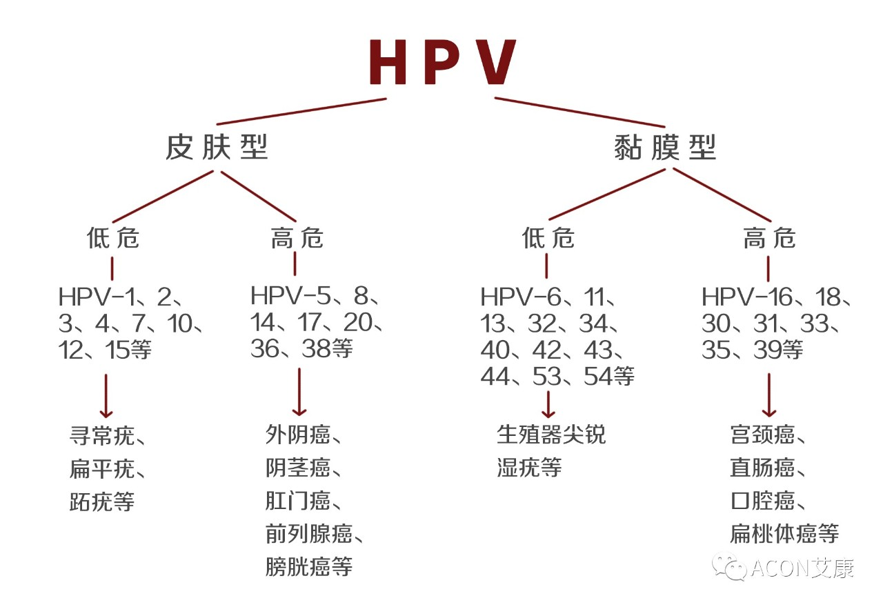 HPV疫苗有必要打嗎？二價(jià)、四價(jià)、九價(jià)要如何選擇！